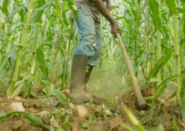 Permagarden Training in Nigeria Cultivates Hope Among Rural Farmer Families