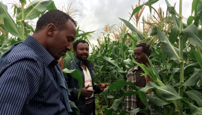Impact and Optimism: The Story of One Nuru Ethiopia Farmer During the 2014 Belg Season