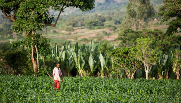 Nuru Ethiopia Agriculture Program: Applying Lessons Learned in 2015