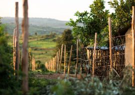 Genesis Analytics Evaluates Nuru Kenya for Helmsley Charitable Trust