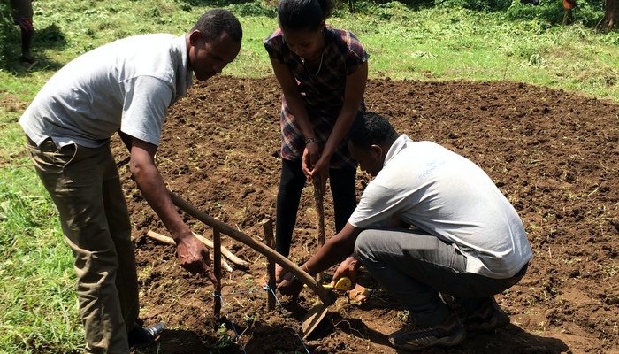 Planting Maize, Beans, Wheat and Teff in Ethiopia