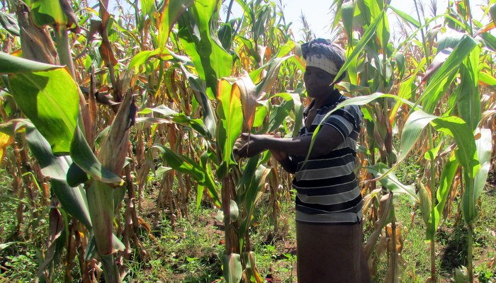 Mama Hellen inspects her mature maize as it is drying in the field to soon be harvested.