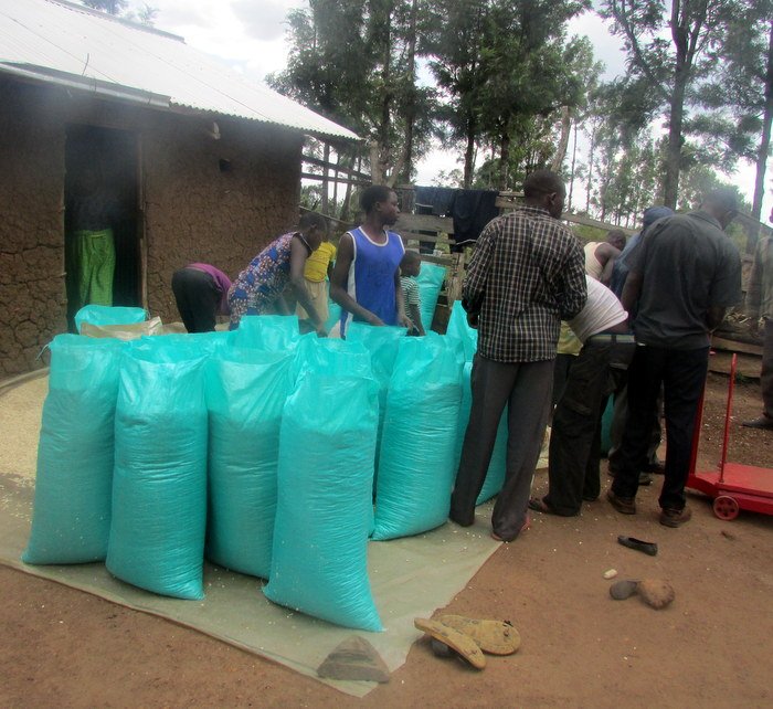 Clean, dry, high quality maize is prepared in sacks for its transport to Nuru’s granary for its later resale.