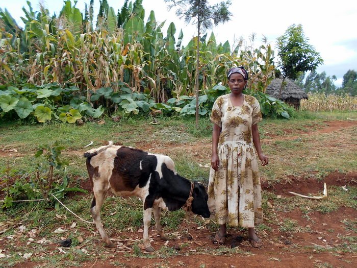 For market research we rely on local experts, FI members, and sellers at the markets that our Income Generating Activity (IGA) loan borrowers use. Calves are by far the most popular (and lucrative) IGA supported by Nuru.