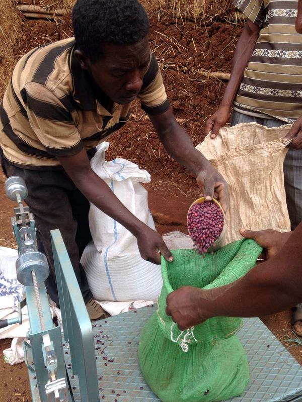 After harvest, cooperatives purchase farmer grain and sell it in bulk for a profit. These funds go back to the cooperative and ultimately to the farmer members.