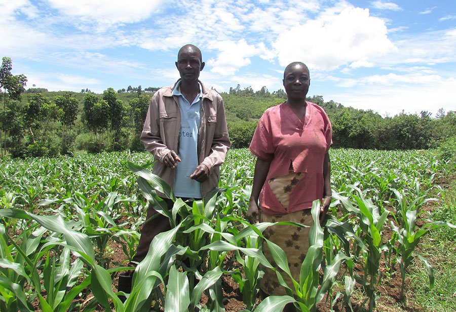 two famers in maize field
