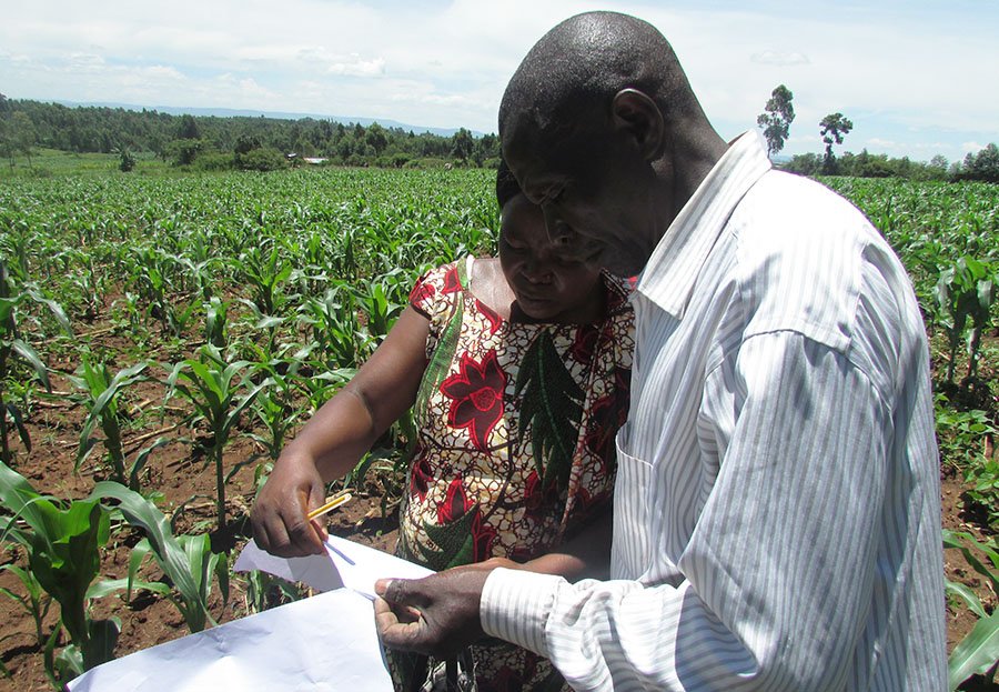 two farmers reviewing paperwork in maize field