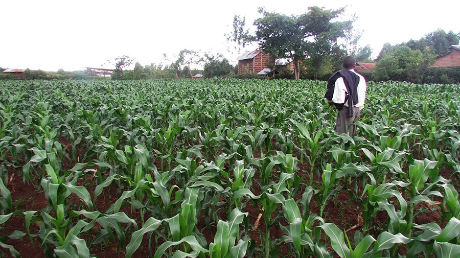 farmer in maize field