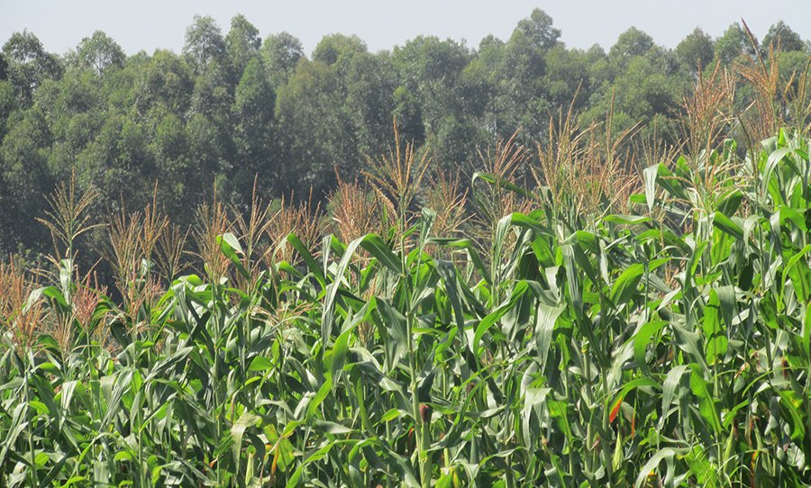 Healthy maize crops of Eunice Matingi Marwa, a Nuru Kenya farmer