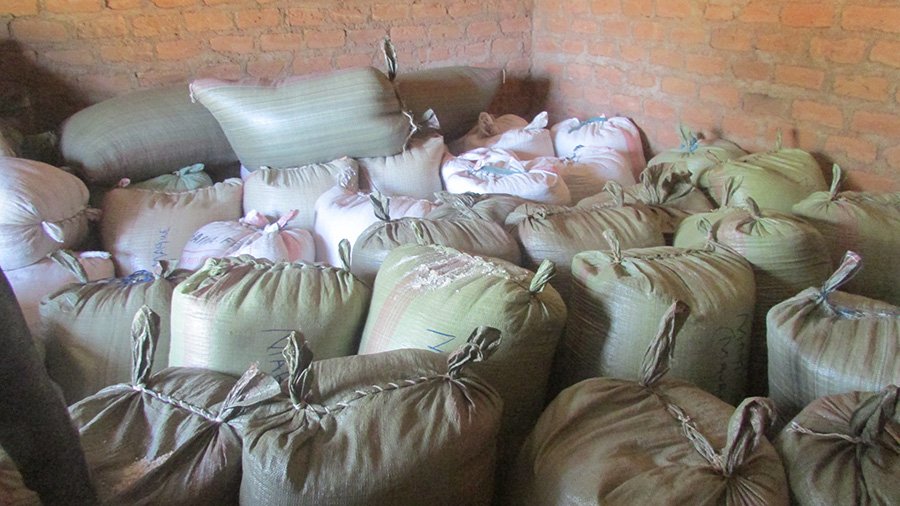 Maize aggregated from members of the Mabera Cooperative, established by Nuru Kenya