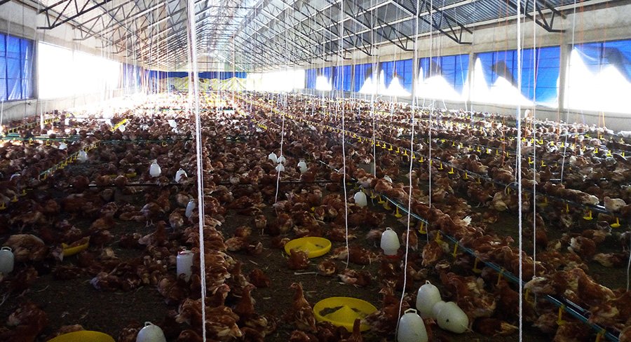 Nuru Social Enterprises Poultry Farm in Kisumu Kenya