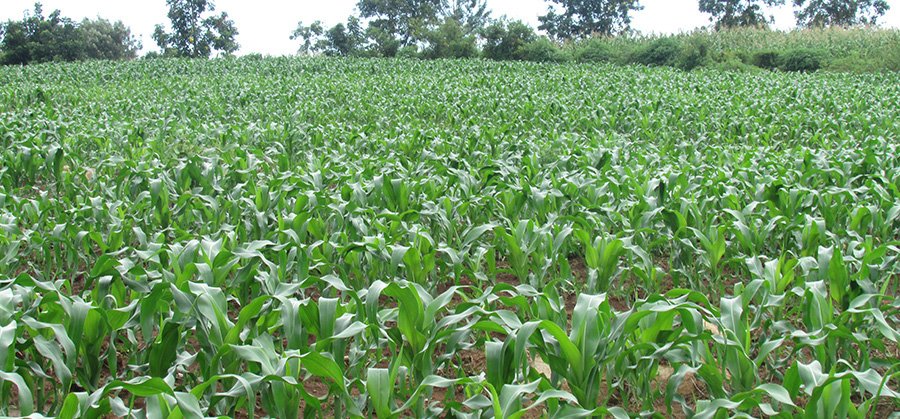 Young maize crops of Eunice Matingi Marwa, a Nuru Kenya farmer