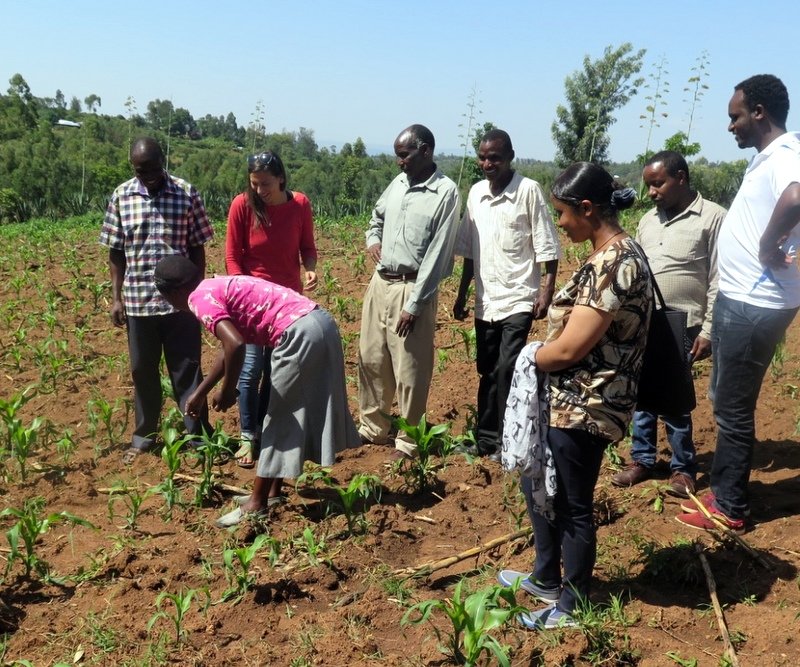 Nuru Ethiopia team visits the field and learns from Nuru Kenya farmers