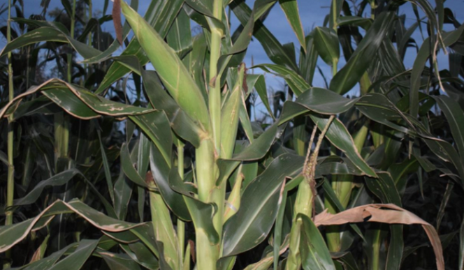  A section of maize plants in Penina Bunyise’s farm in Nyametaburo Village in Kuria West, Migori County
