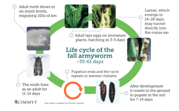 The life-cycle for FAW is fast and unpredictable in the new semi-arid and semi- tropical regions of S.S. Africa (credit CGIAR & CIMMYT, 2017)