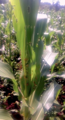 FAW damage to maize in Kucha Woreda