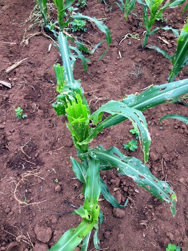 Early planting was no defence against Fall Armyworm for this “knee high” maize plant in Kenya in early March 2018 