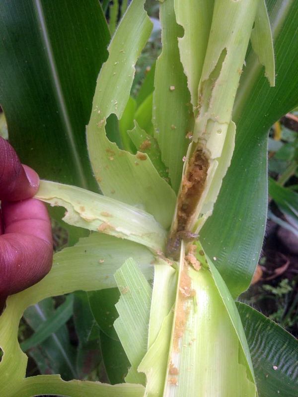 Dry season irrigated maize in Ethiopia experiencing stalk damage from Fall Armyworm in late March 2018
