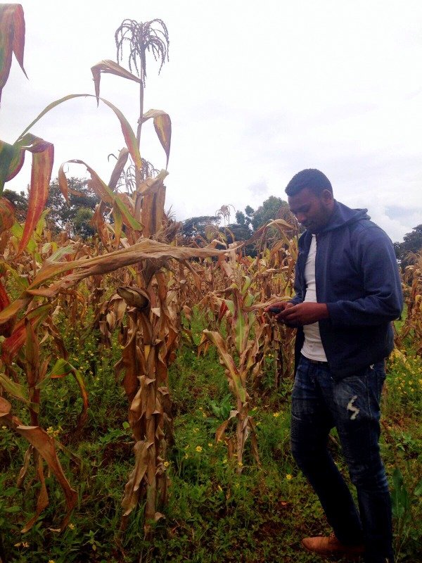 Nuru Ethiopia Data Entry Clerk Tewodros Dawit using a smartphone to record FAW damage to maize during the testing phase of FAMS for FAW in November 2017