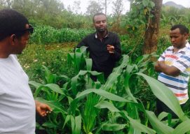Fighting the Fall Armyworm Outbreak in 2018