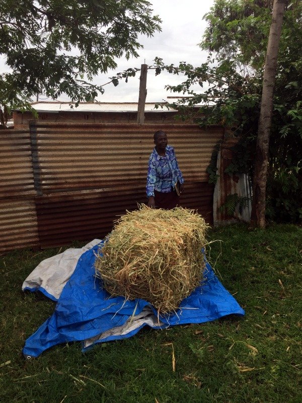 Rebecca Mulebe explains how to make hay from her Cobra Grass plot planted in 2017 as a lead farmer for Maeta Farmer Cooperative (March 2018)