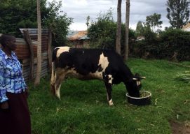 Nuru Kenya Dairy Commercialization: a feed to market approach