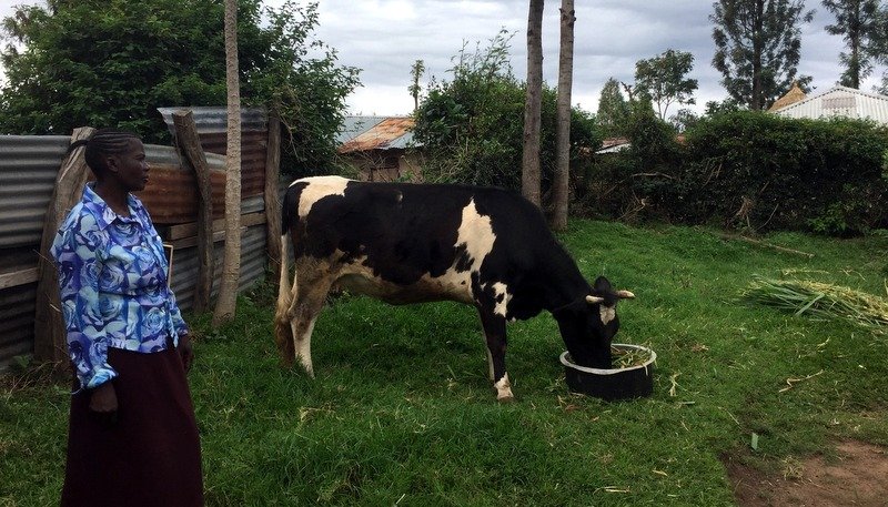 Rebecca Mulebe displaying an improved feeding practice (“cut-and-carry”) at household (March 2018)