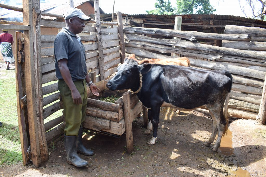 man feeding his cow in Kenya