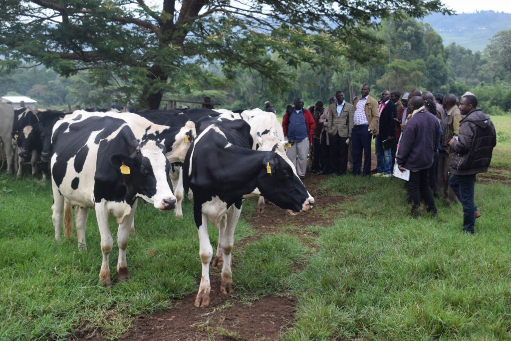 people standing in field with cows