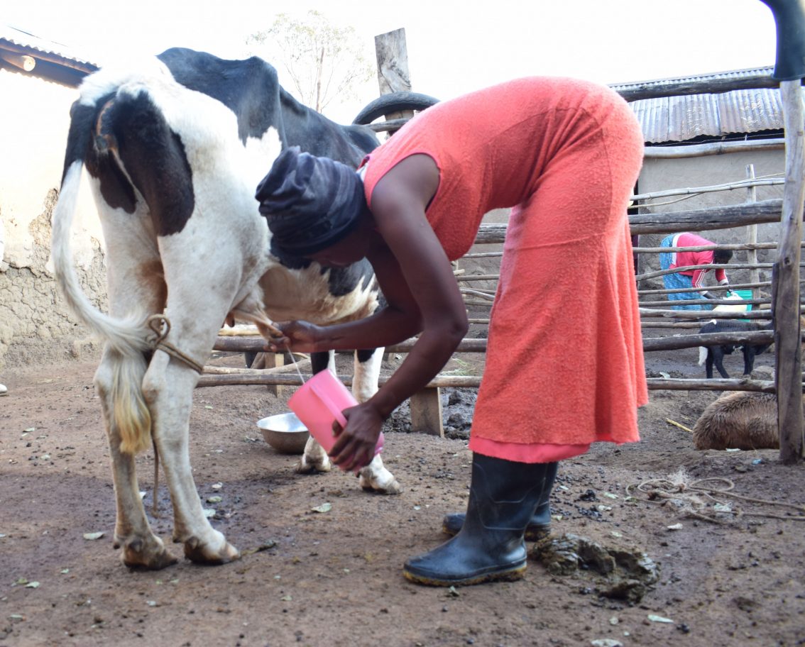 Learning trip inspires farmers to invest in dairy farming