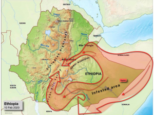 map of desert locusts in Ethiopia