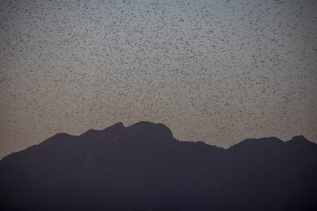 desert locusts flying through the sky