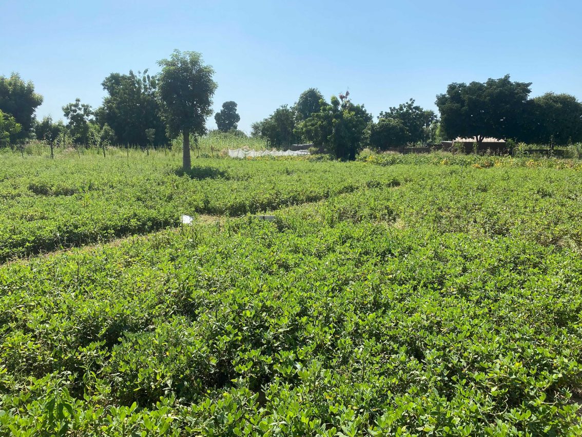 Nuru Nigeria Sprouts Hope Despite Hard Harvest Year