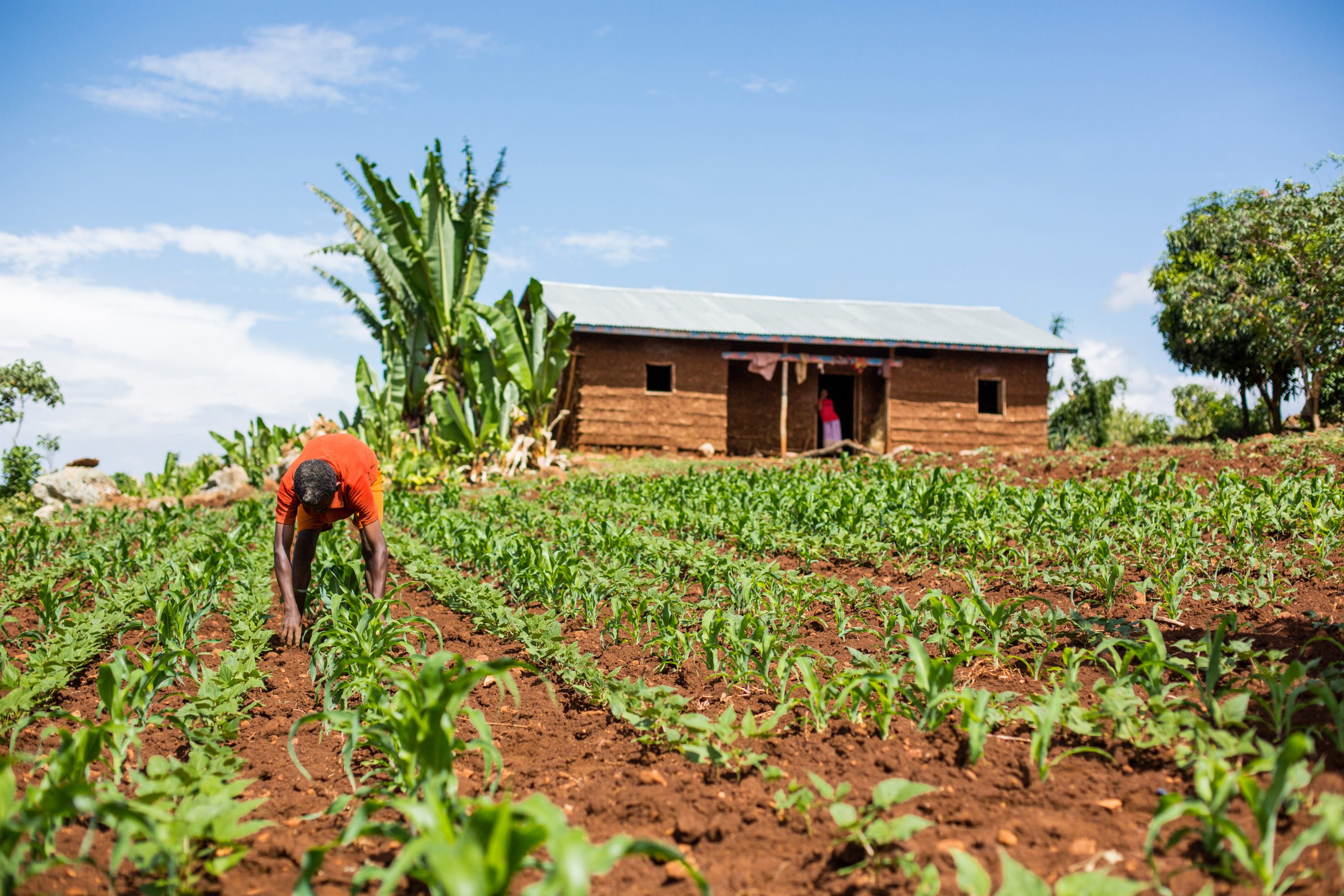 Transforming Rural Economies Through Professional Farmer Organizations