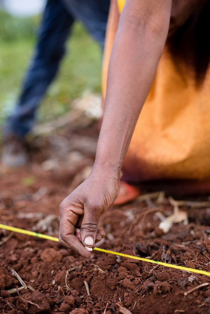 hand planting seeds in the ground