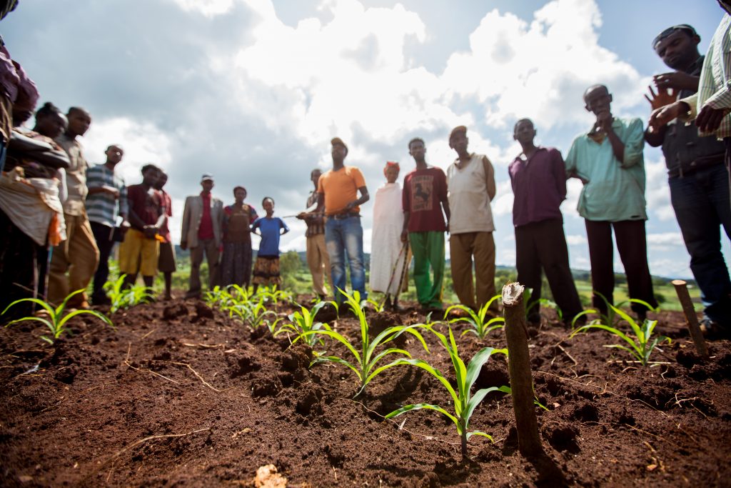 farmers gathered in a field by maize plants