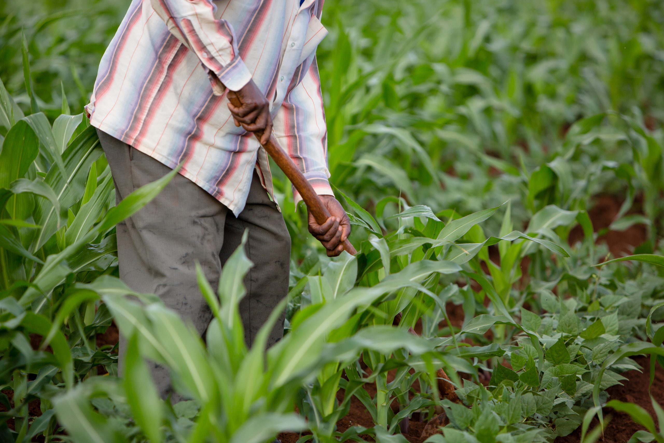 farmer working in field of crops