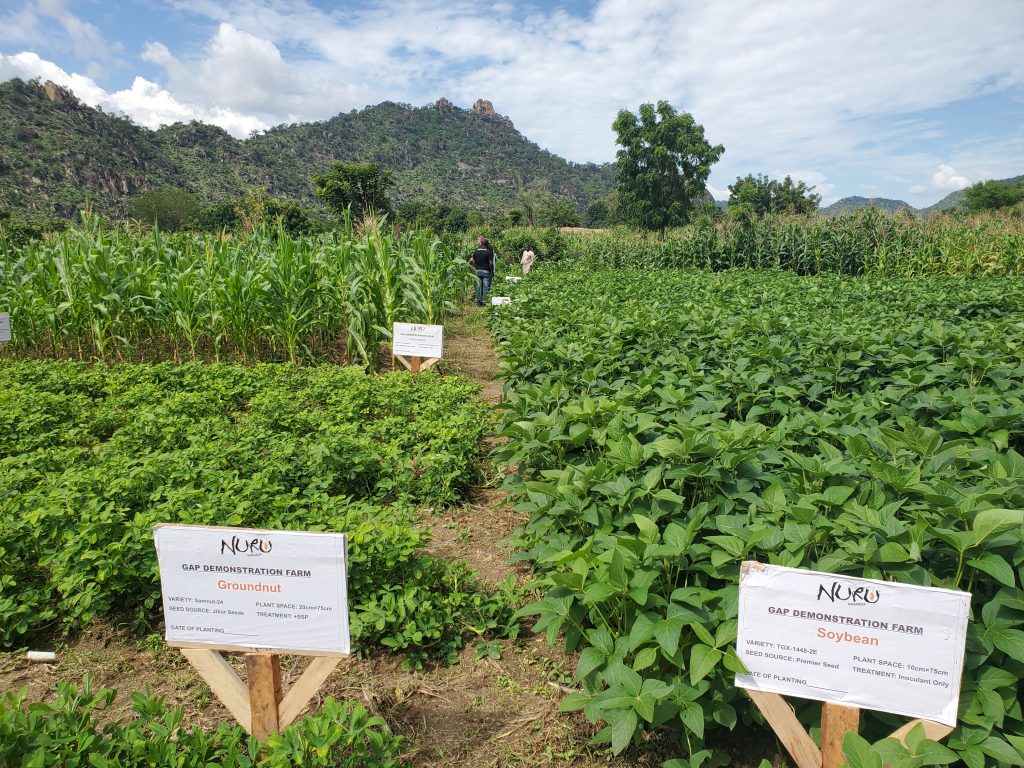 groundnet and soybean demonstration plot