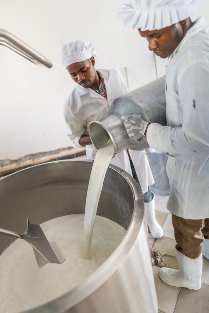 group of men processing milk collected from farmers for yogurt