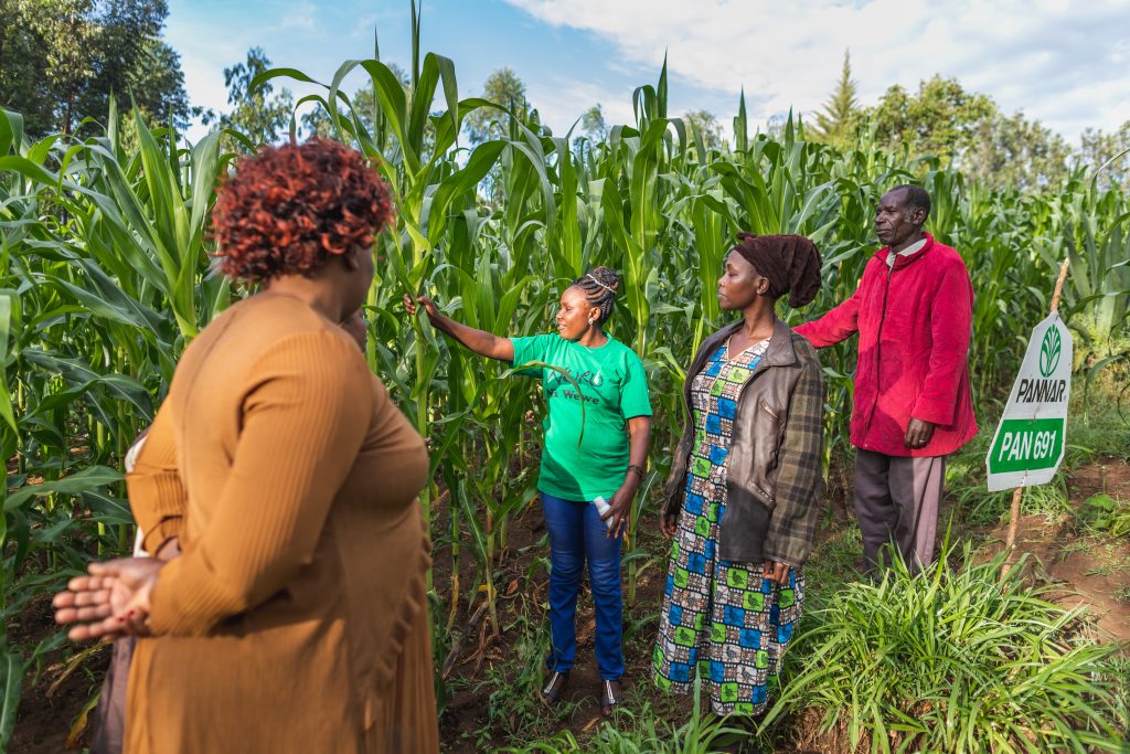 farmers and Nuru staff standing next to corn and talking 
