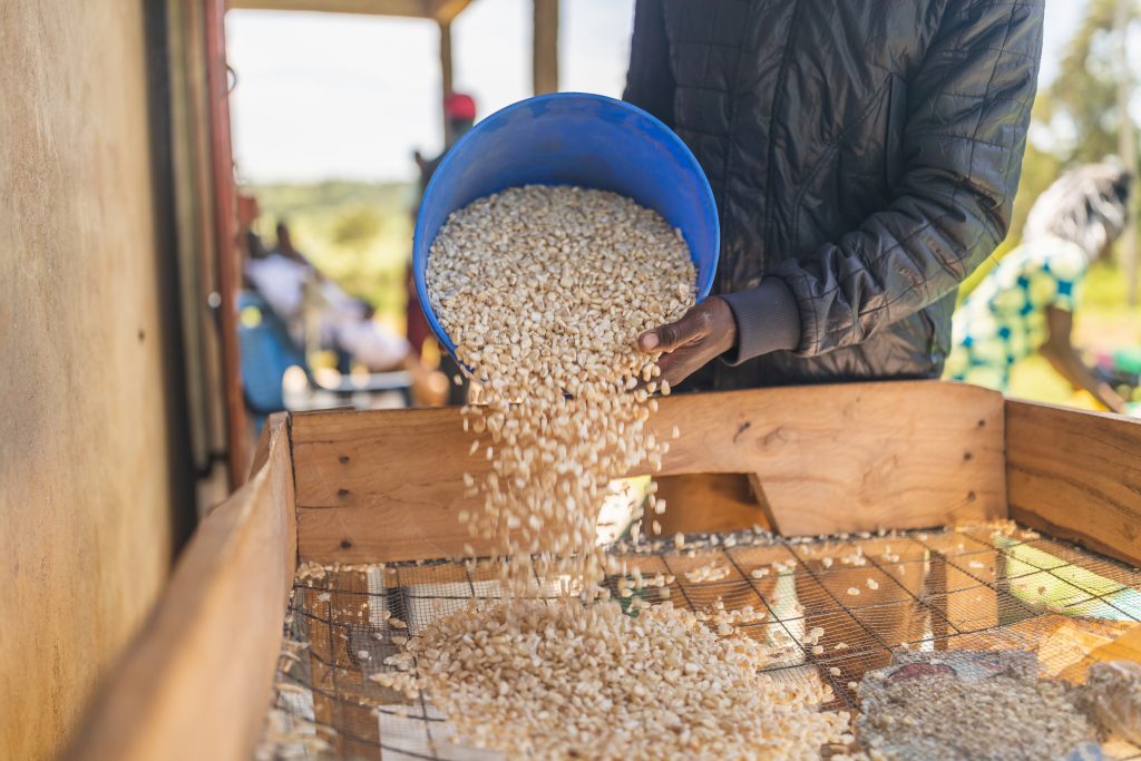 farmer processing maize