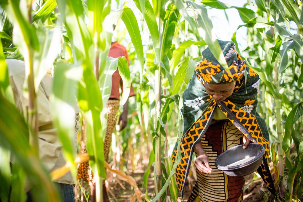 Female farmer in brightly colored traditional wear bends toward the ground, surrounded by maize plants