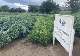 Nuru Nigeria Hosts Green Field Day to Share Farming Practices