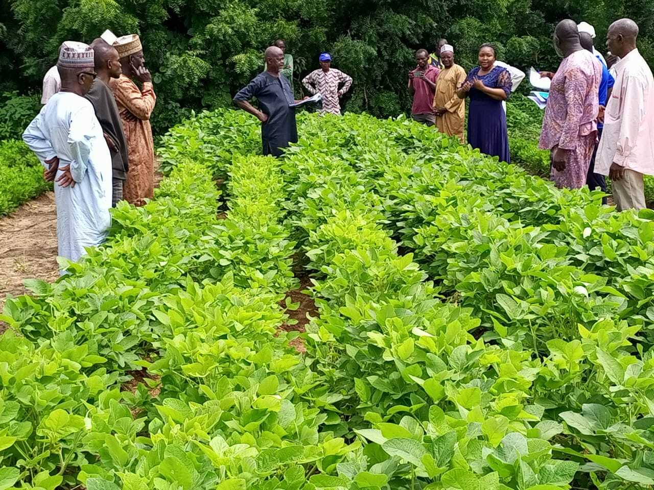 farmers learn new farming practices in Nigeria at a demo plot
