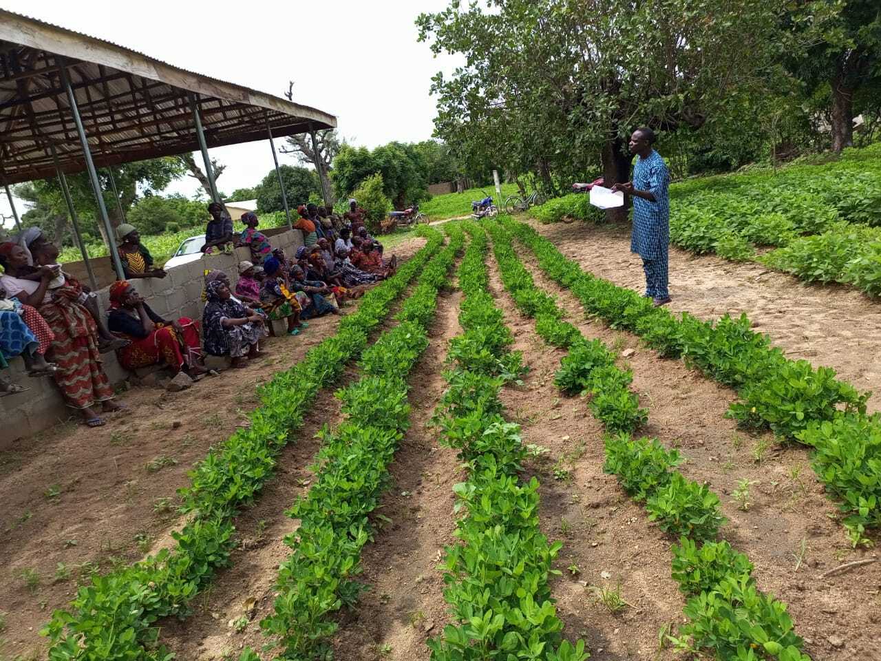 farmers learn new farming practices in Nigeria at a demo plot