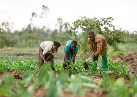 Hidota Union Supports Farmer Resilience and Food Security