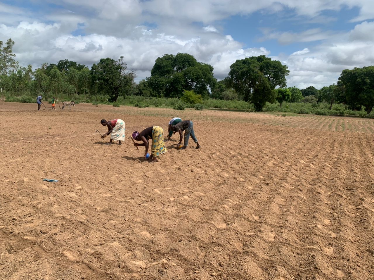 farming demonstration plot in Burkina Faso