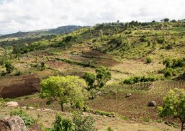 Nuru Ethiopia Sustains Impact for Farmers