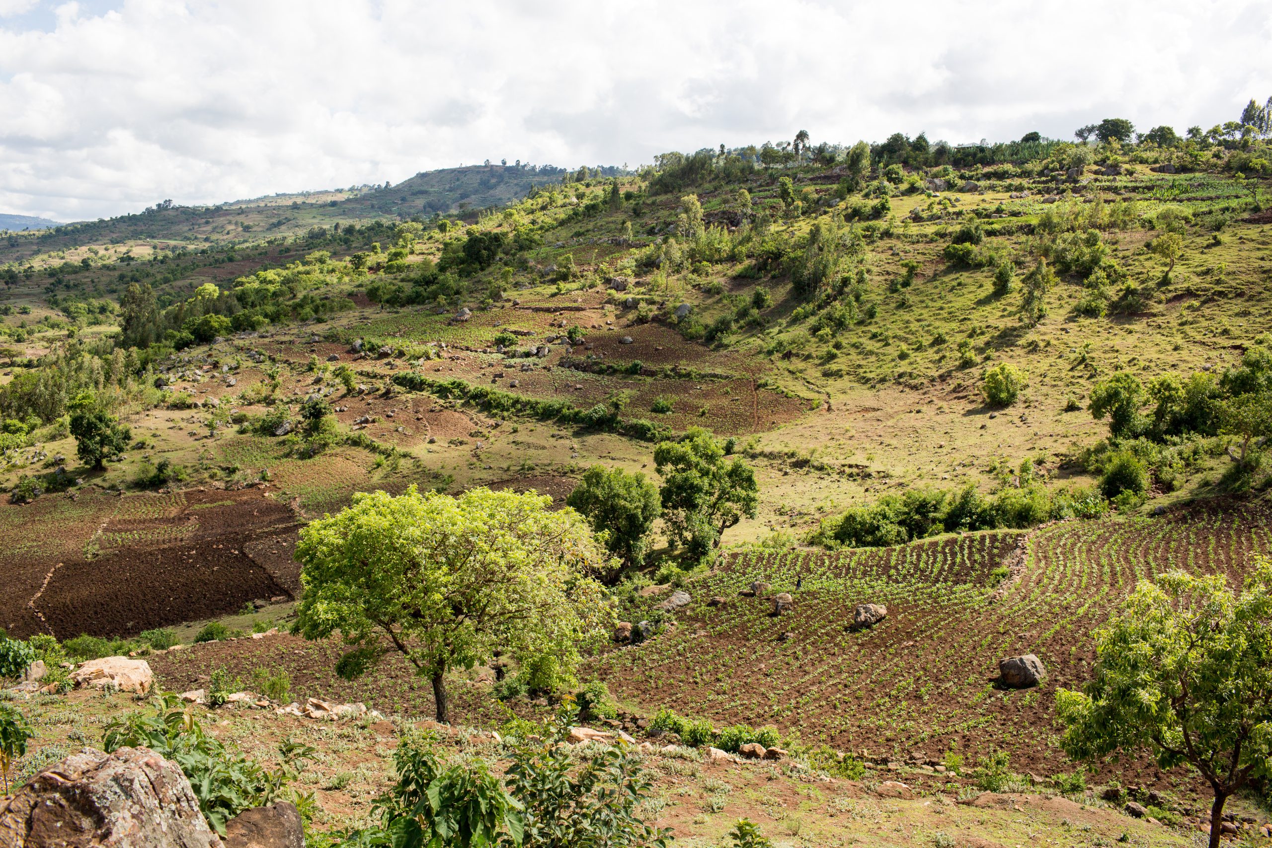 Nuru Ethiopia Sustains Impact for Farmers