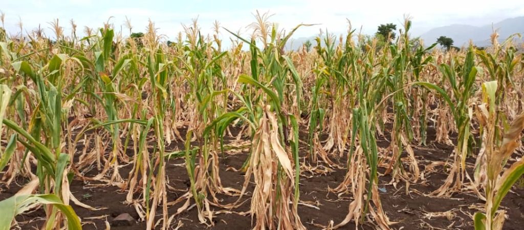 drought impacted maize